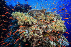 Spray
Location :Red Sea Daedalus Reef Egypt
Canon 5dsr... by Yung Sen Wu 